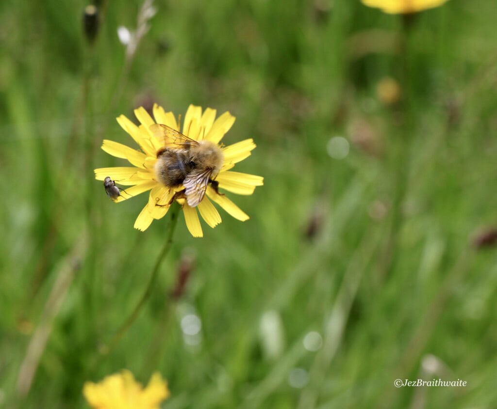 Bee & fly on a dandelion