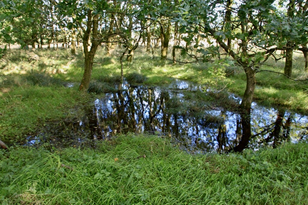 Reflections in a pool