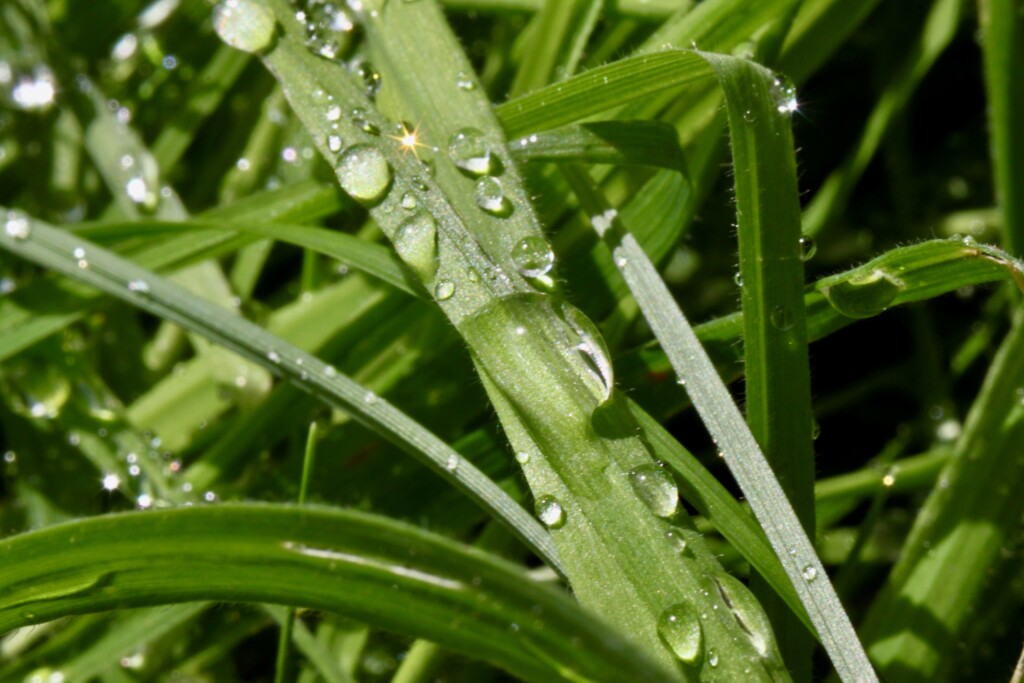 Raindrops on grass
