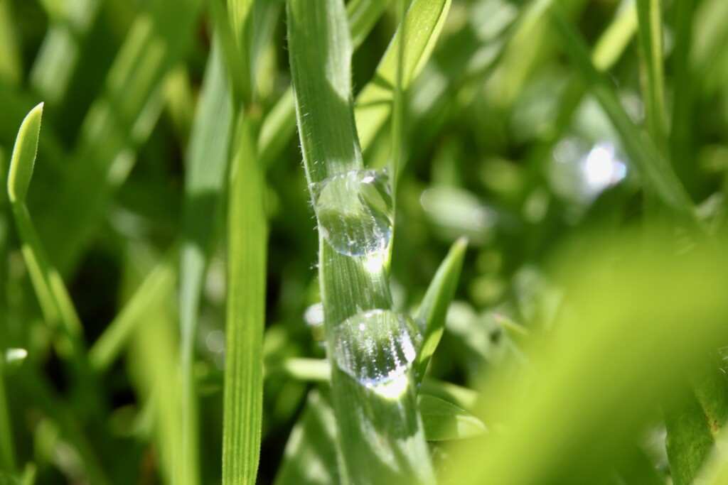 Raindrops