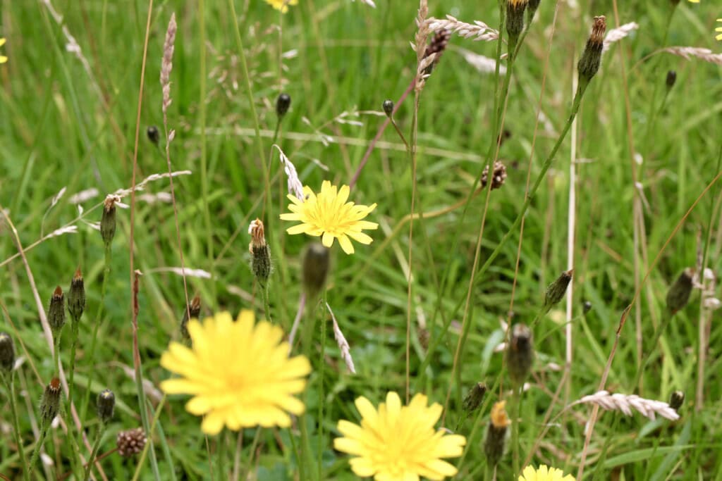 Dandelions