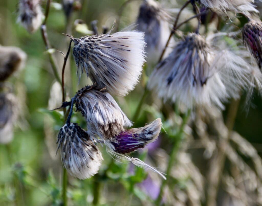 Old thistle heads