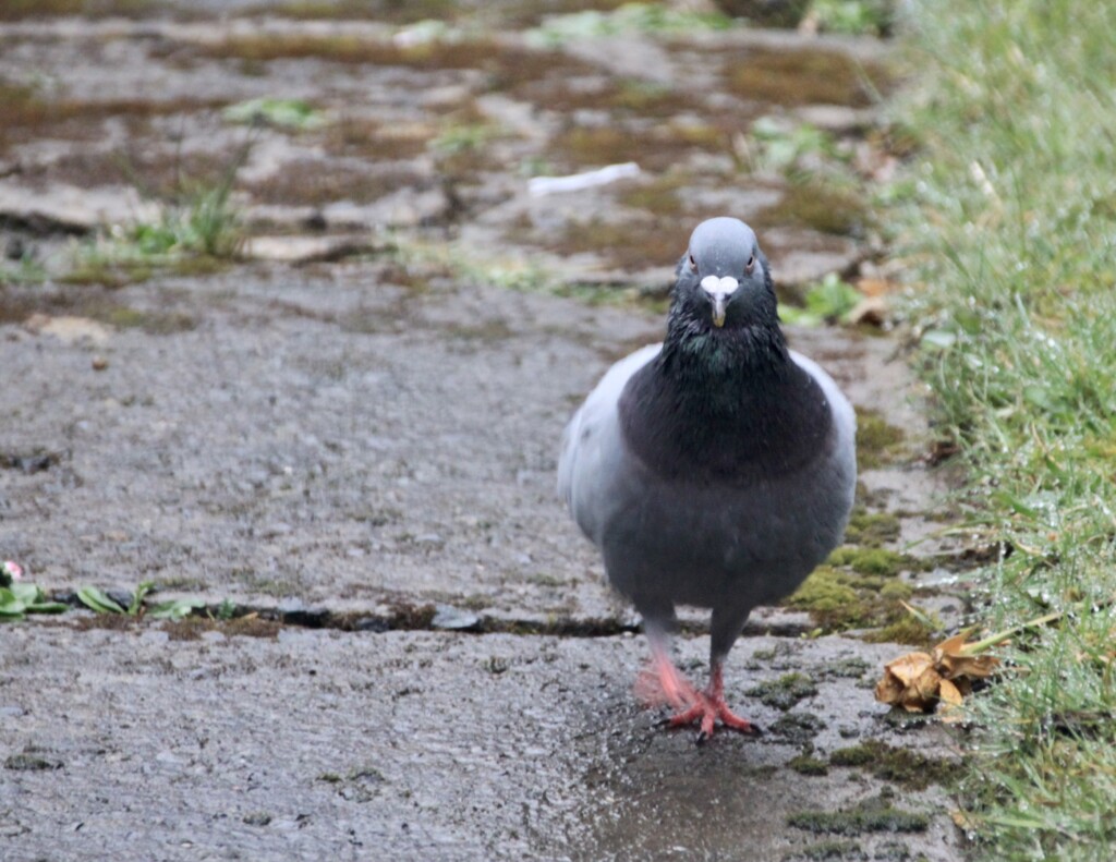 "You'd better have my seed ready!"