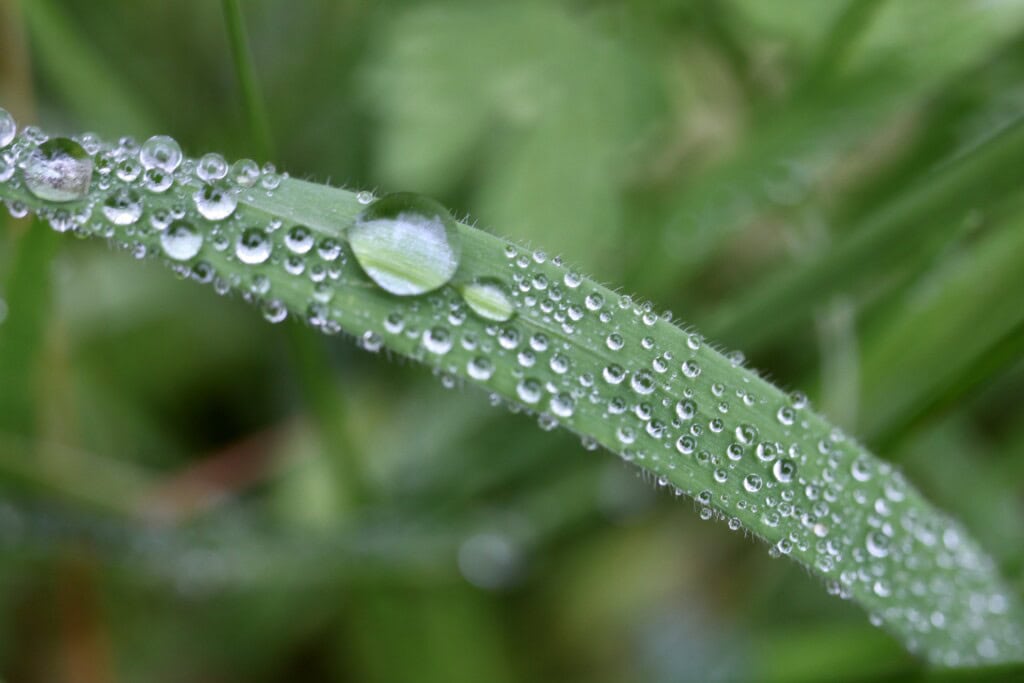 Raindrops on a blade of grass
