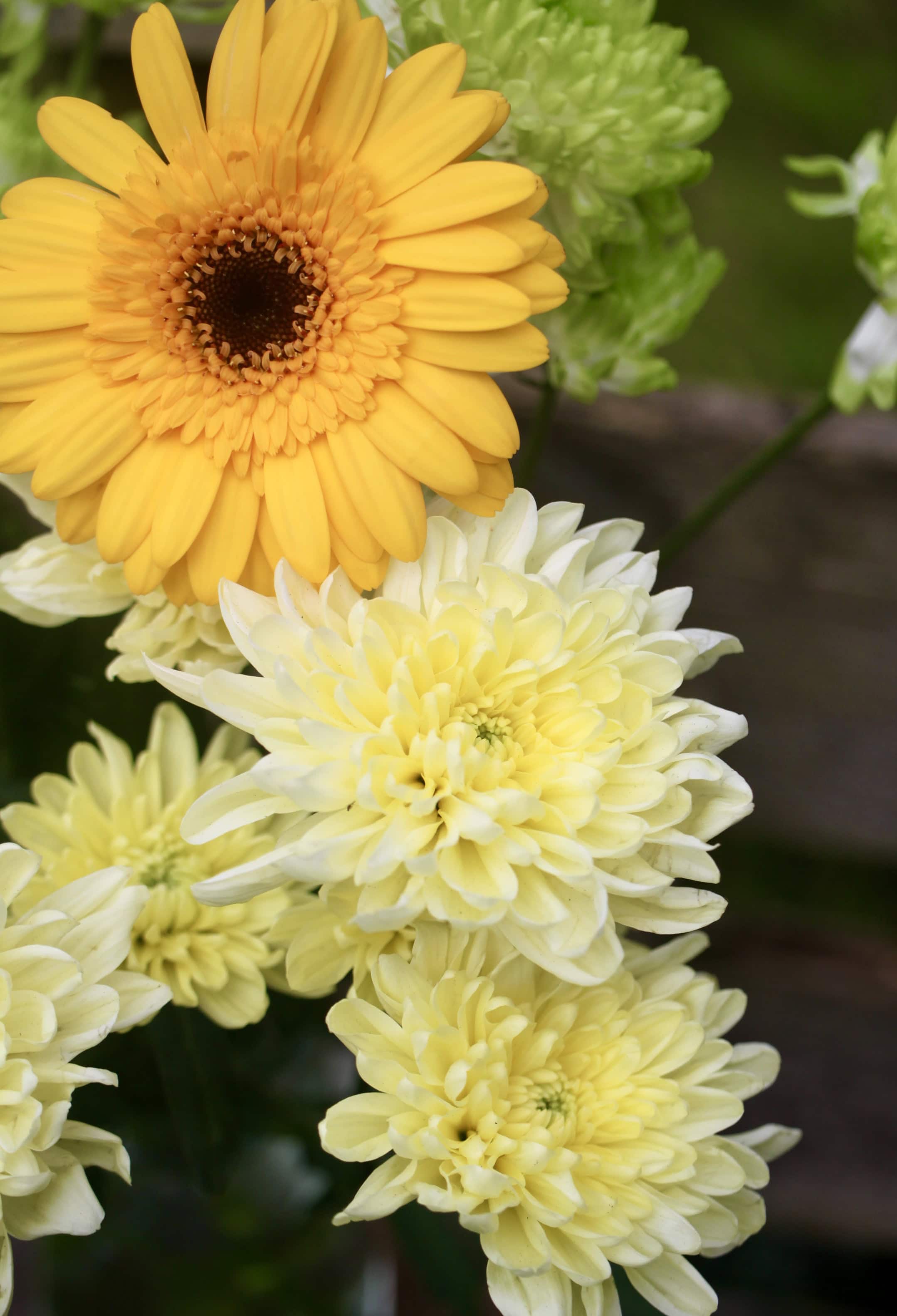 Chrysanths and a Daisy — FOTD Sep 29