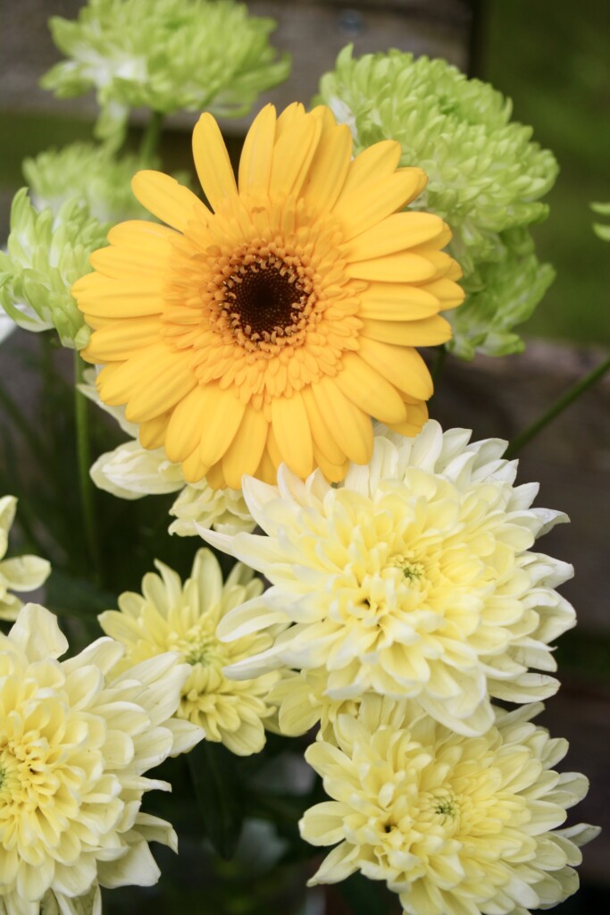 Chrysanths & a gerbera daisy
