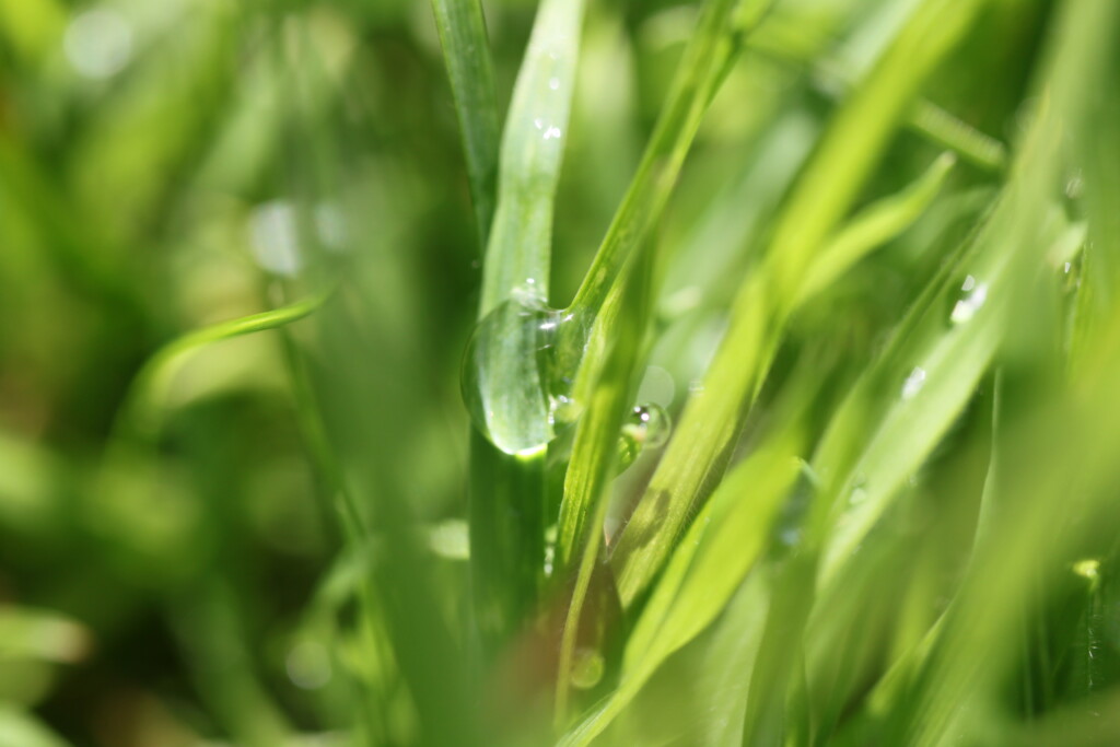 Raindrops on grass