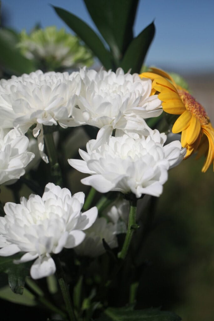 White chrysanthemums