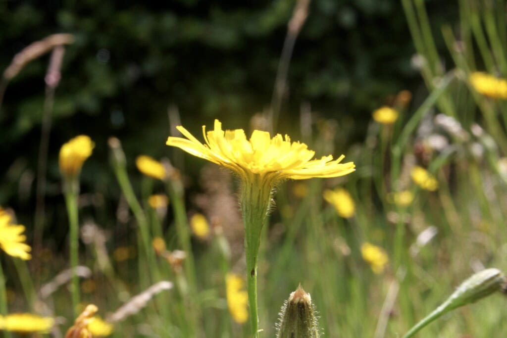 Underside of a dandelion