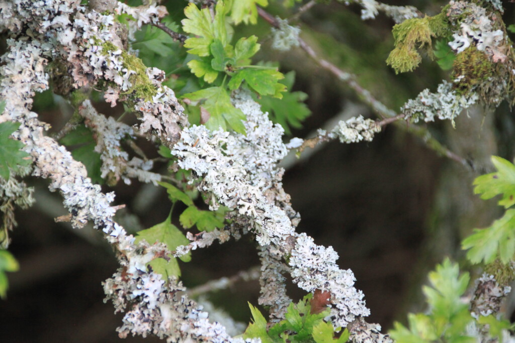 Lichen