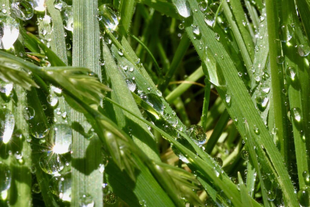 Sparkling raindrops
