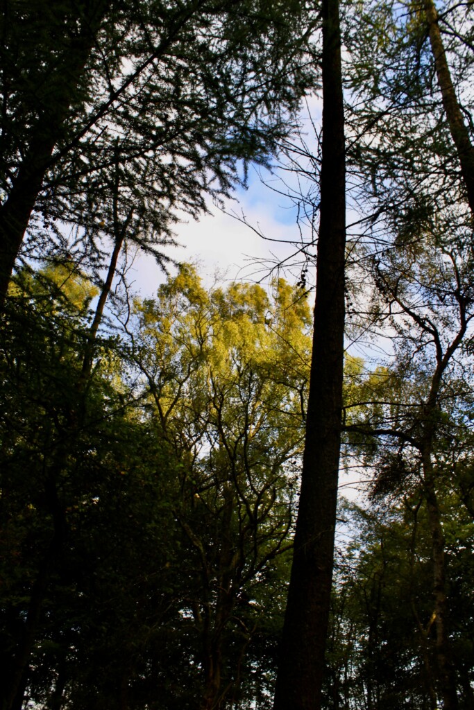 Sunlit treetops