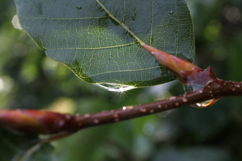 Raindrop on a leaf
