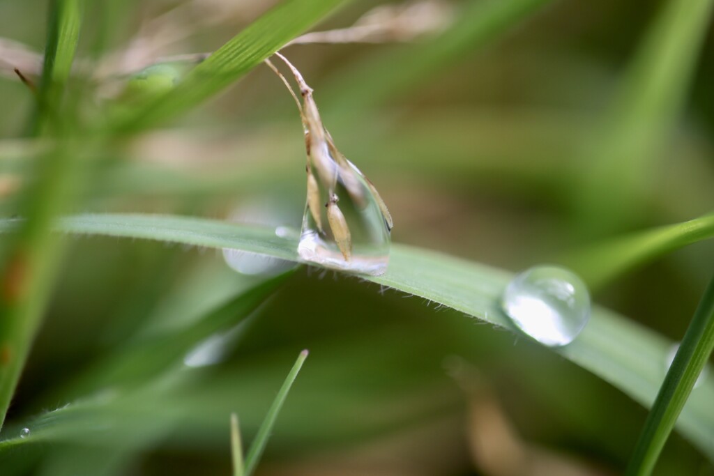Oat grass in a raindrop