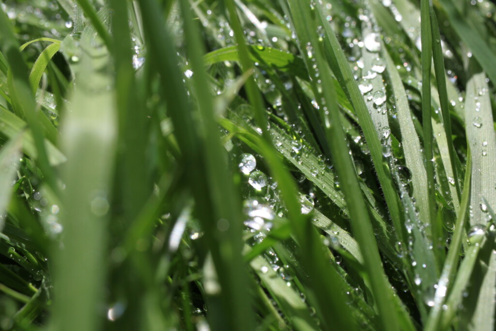 Raindrops on grass