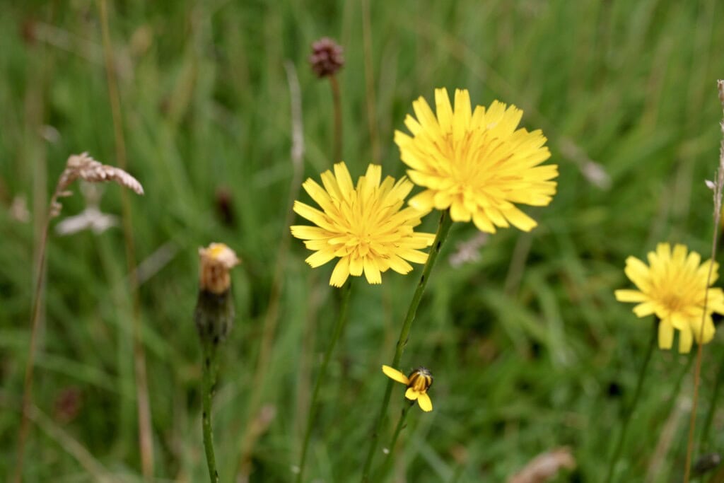 Dandelion
