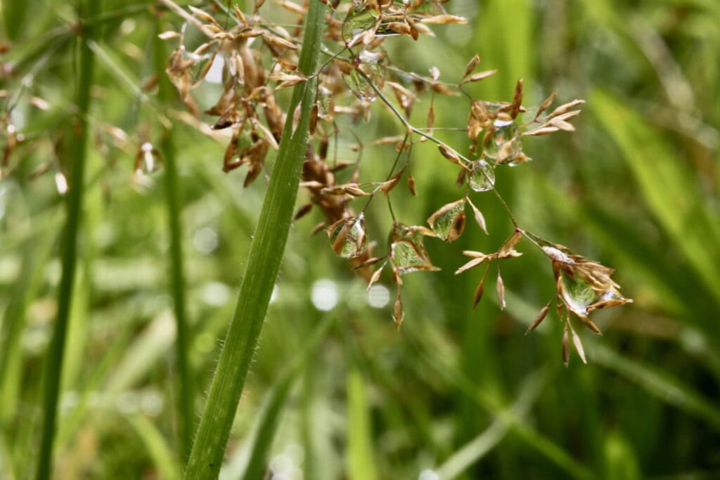 Raindrops on oat grass
