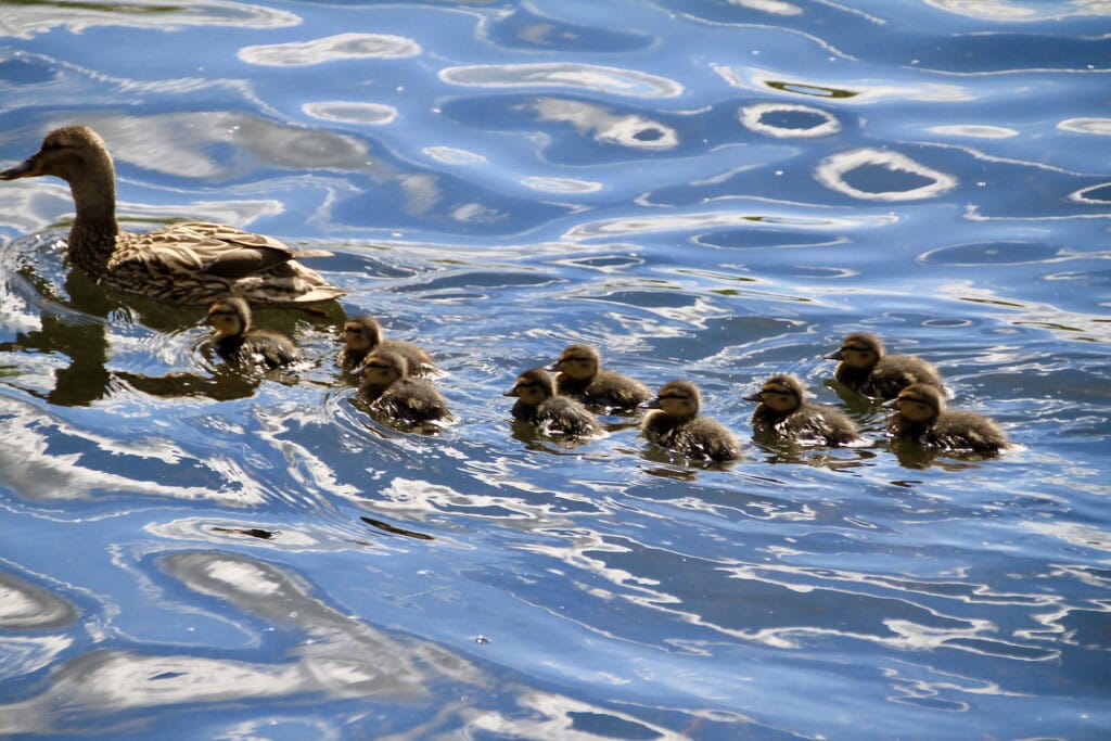 Nine ducklings