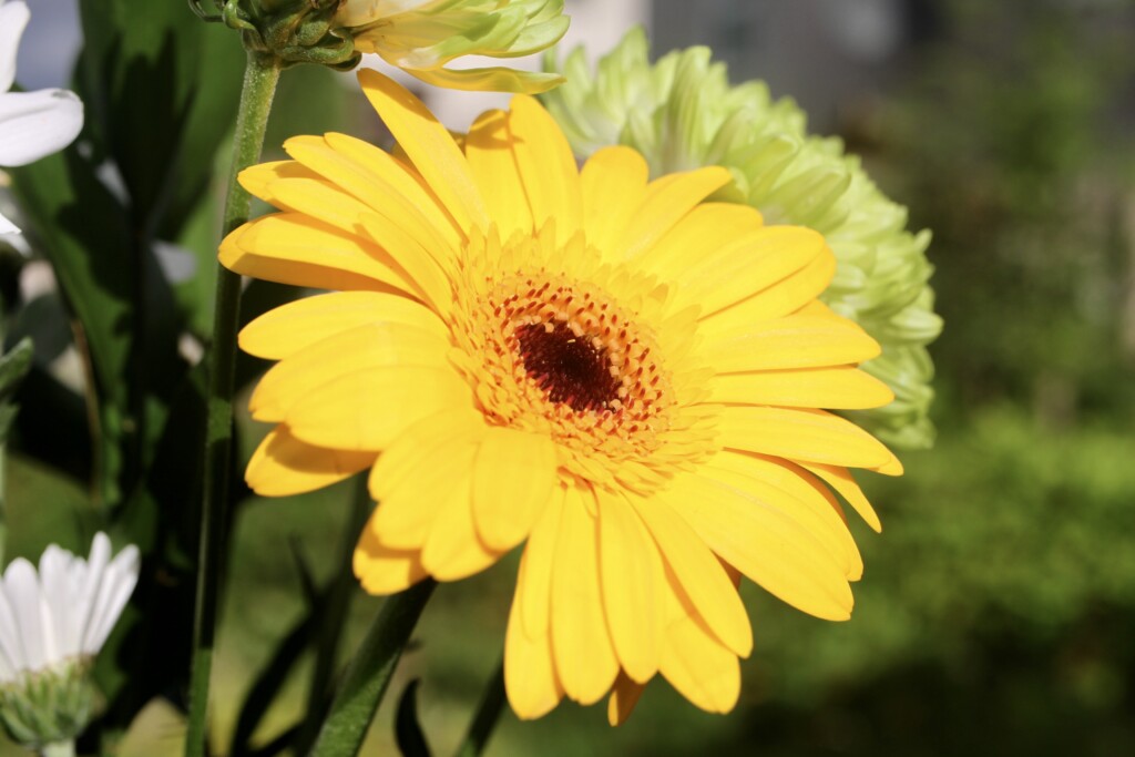 Gerbera Daisy