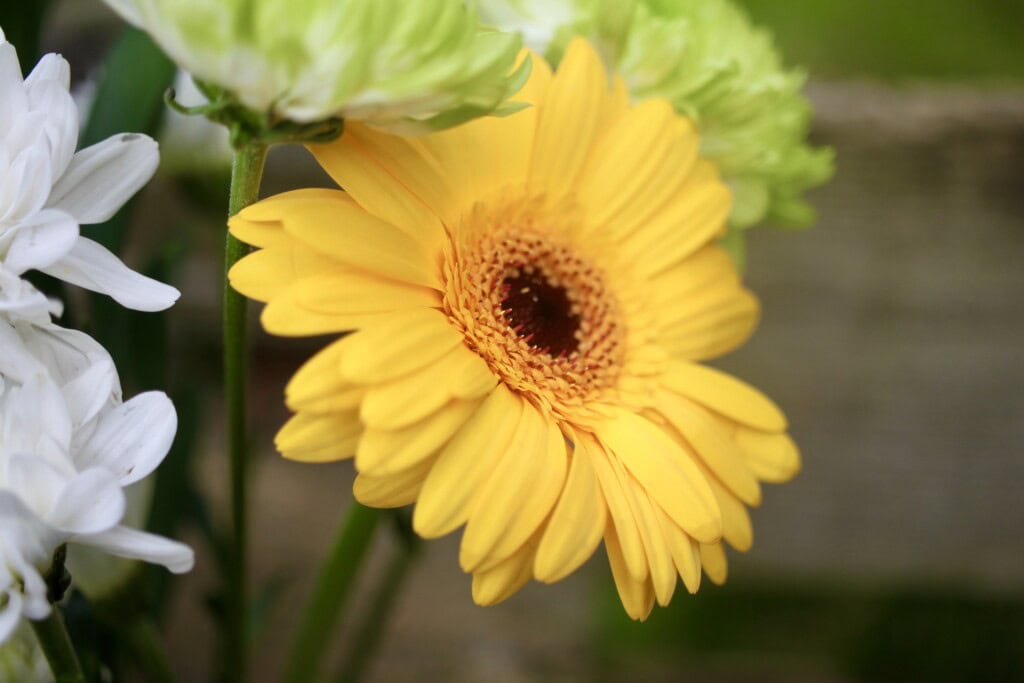 Yellow gerbera daisy