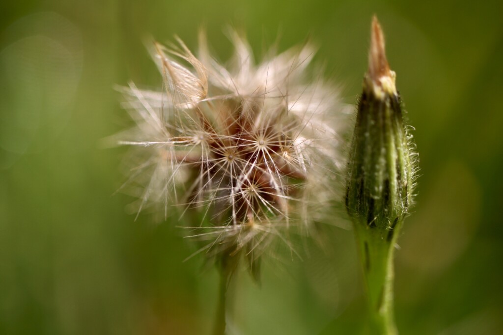 Wishes