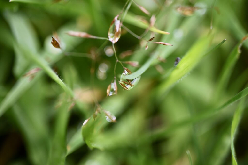 Raindrops on oat grass