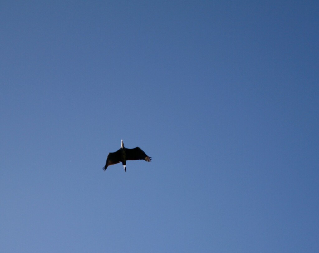 Heron in flight