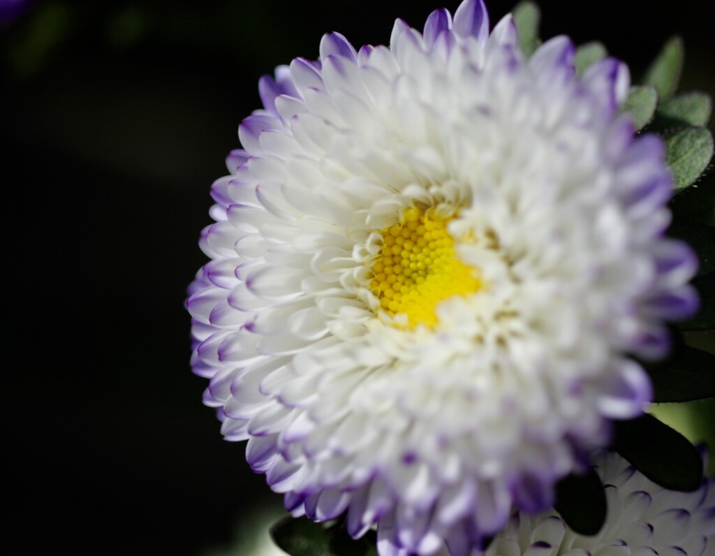 Purple & white aster