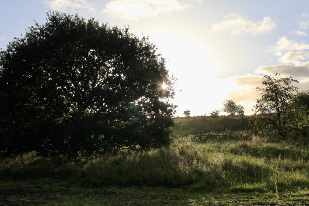 Sun through the trees
