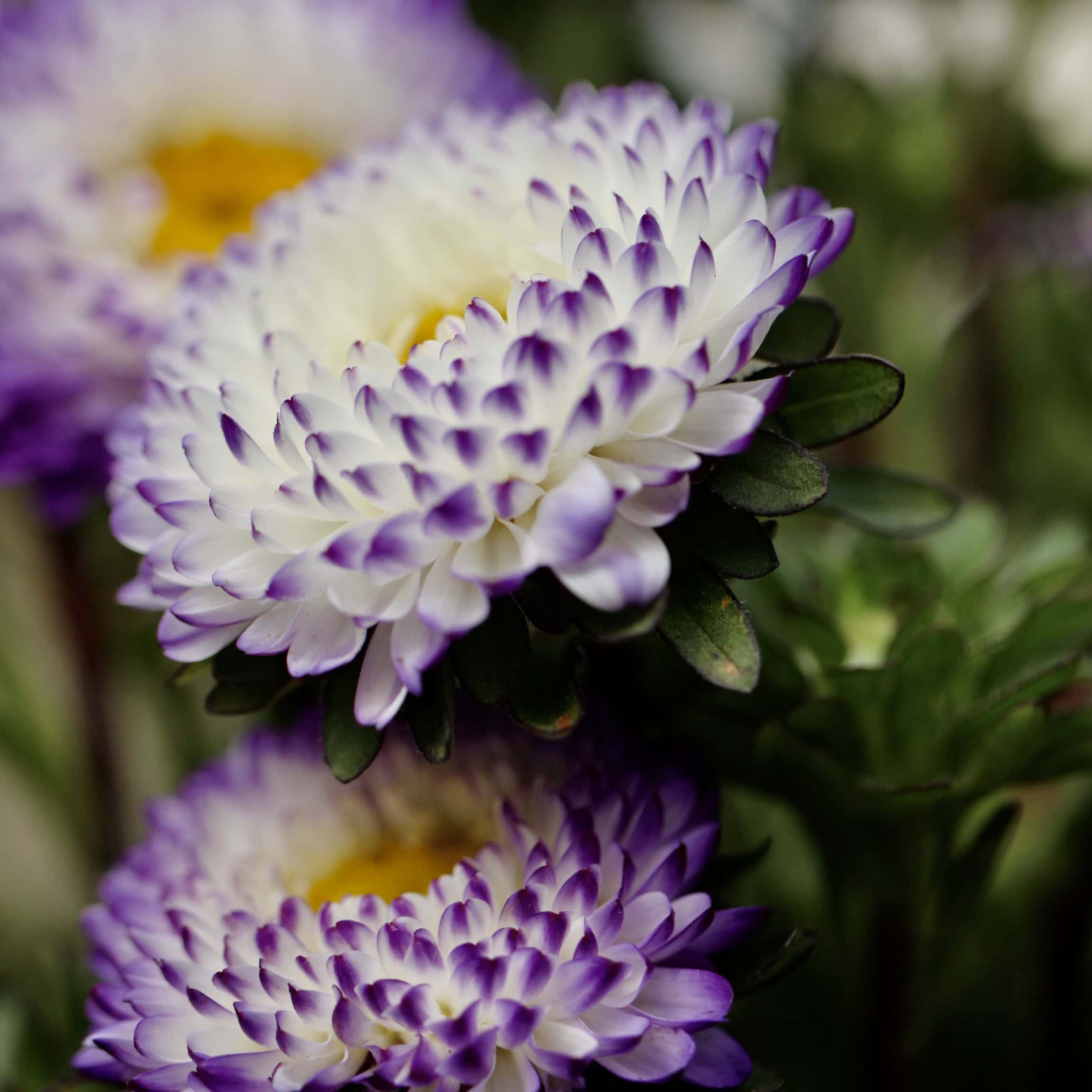 Asters — FOTD Sep 03