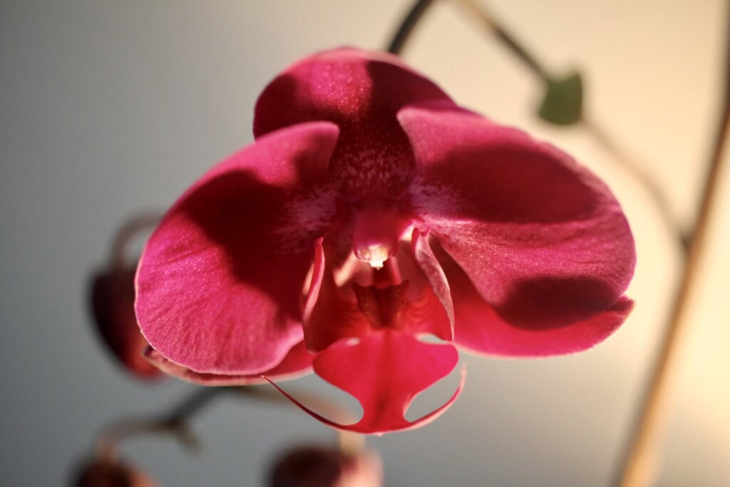 Orchid