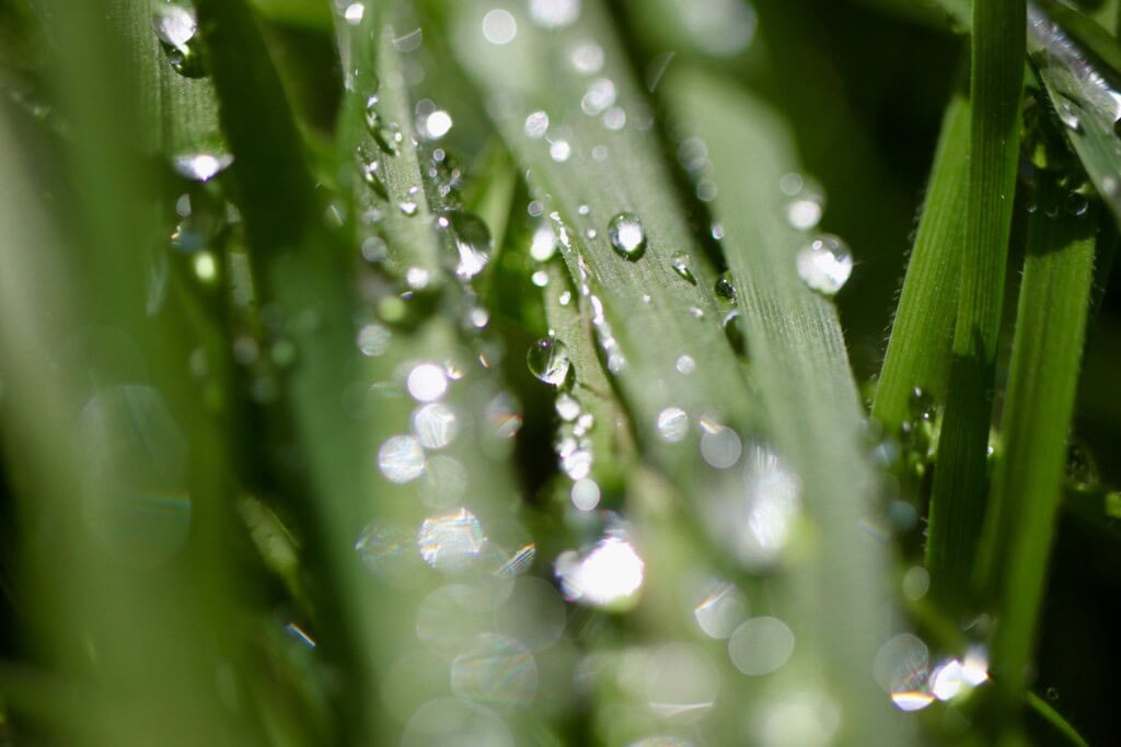 Raimdrops on grass