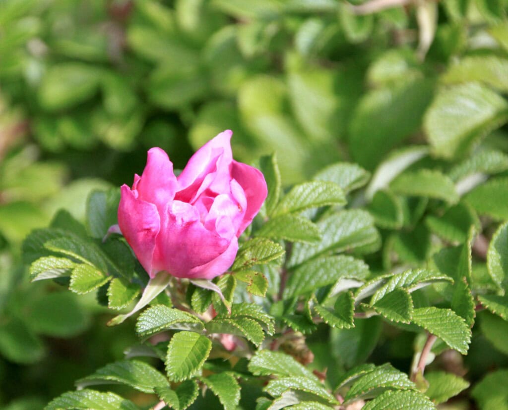 Wild pink rose