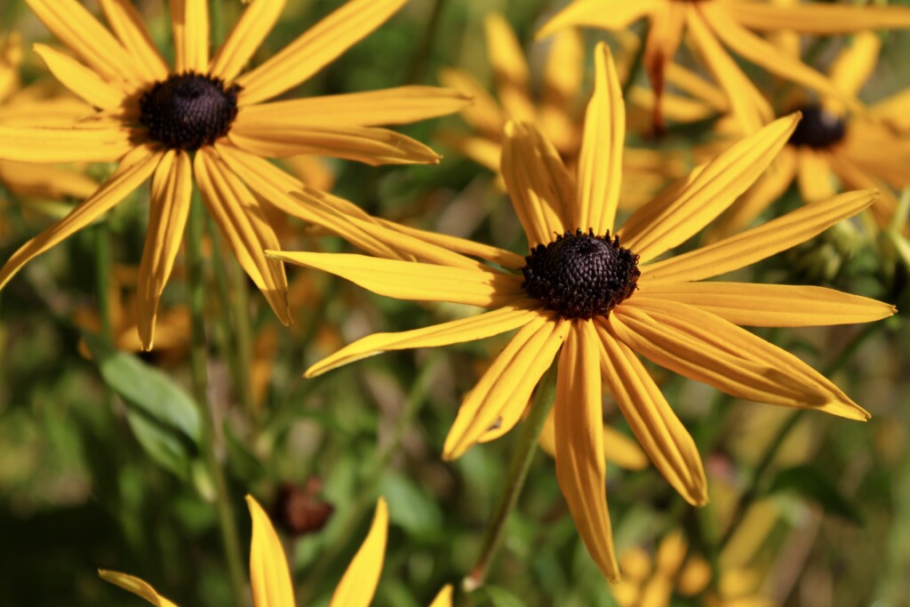 Black eyed susan 