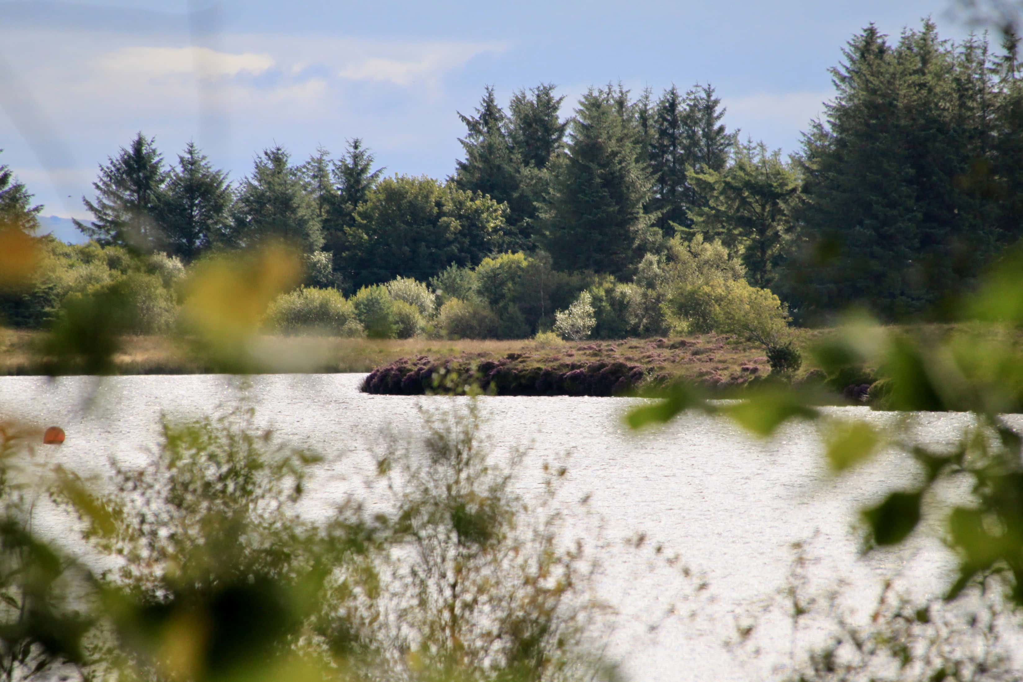 A Glimpse Through the Trees — Water Water Everywhere #47