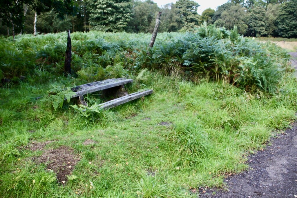 Overgrown picnic bench