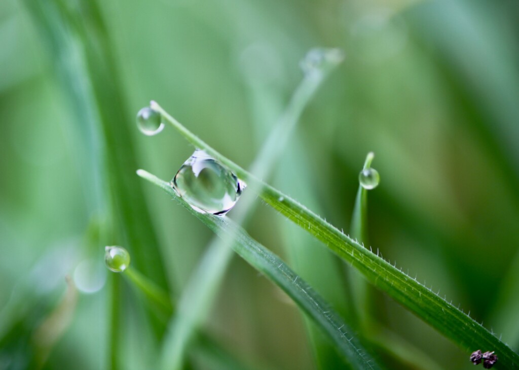 Raindrop twixt two blades