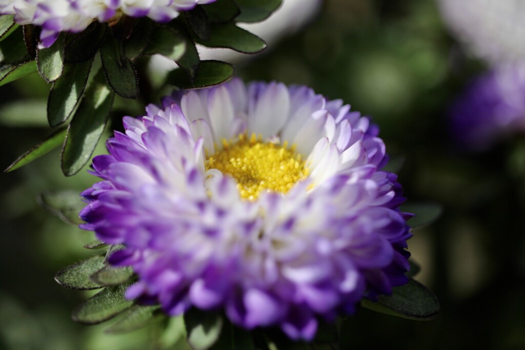 Purple & white Aster