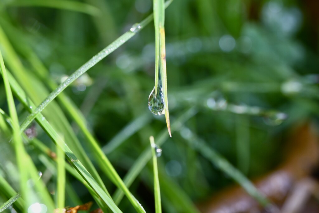 Raindrop on a blade of grass