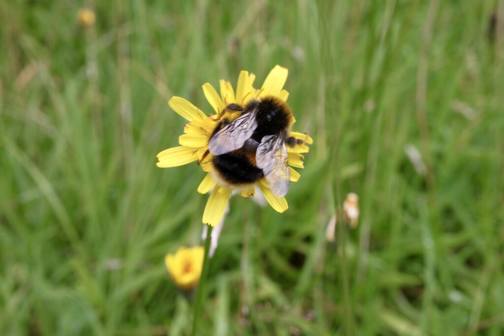 Bee & a dandelion