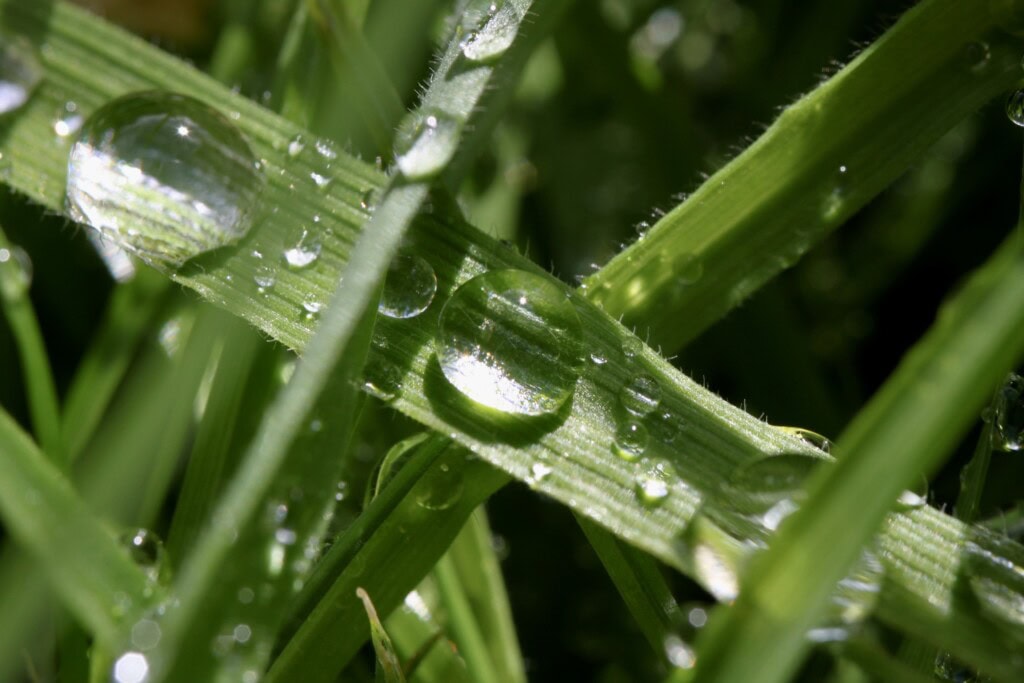Raindrops on grass