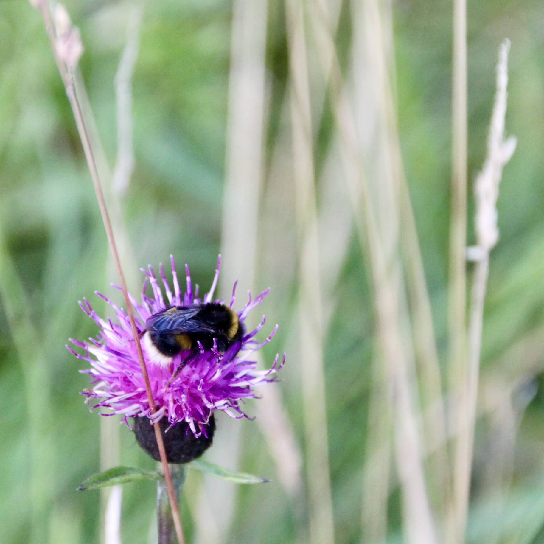 Tired Bee Dozing in the Sun