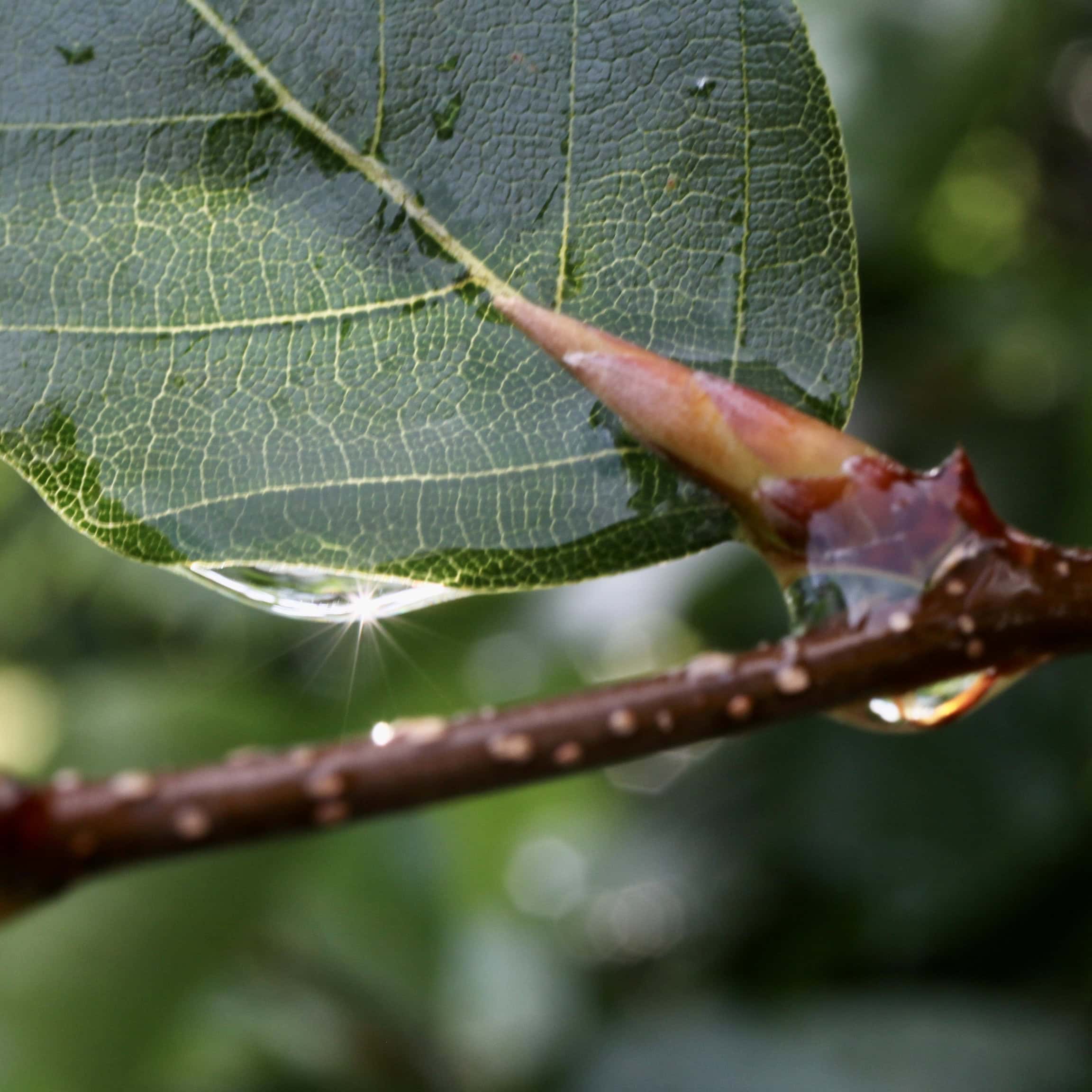Raindrops #34