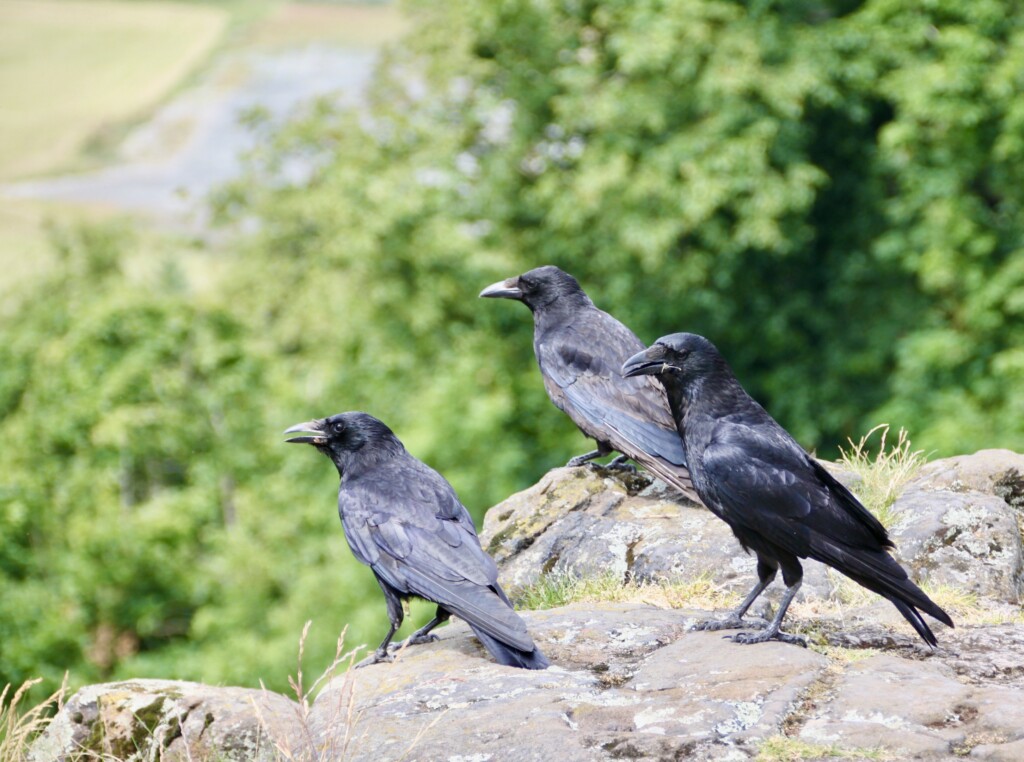 Three ravens