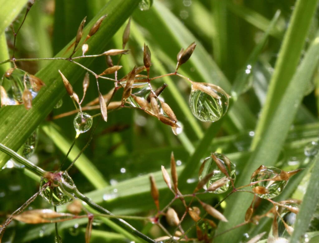 Raindrops on oatgrass