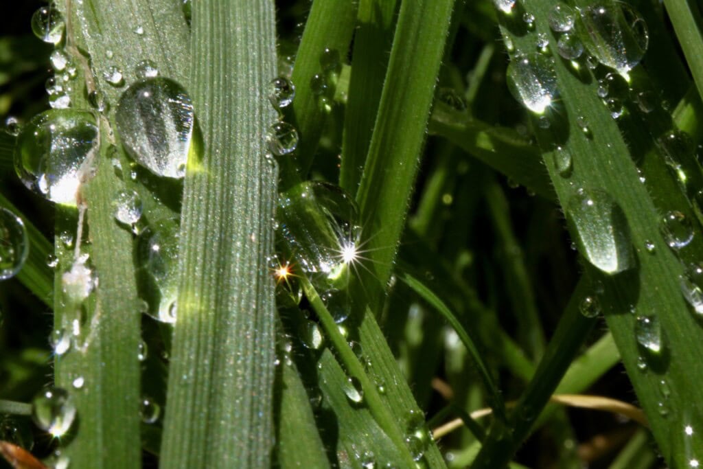 Raindrops