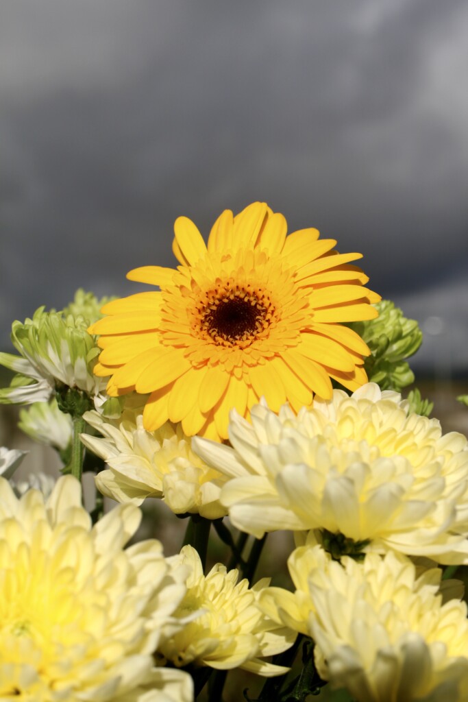 Gerbera daisy & chrysanthemums