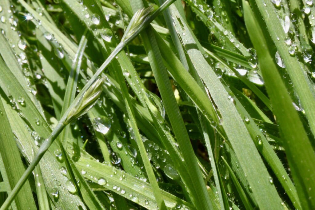 raindrops on grass