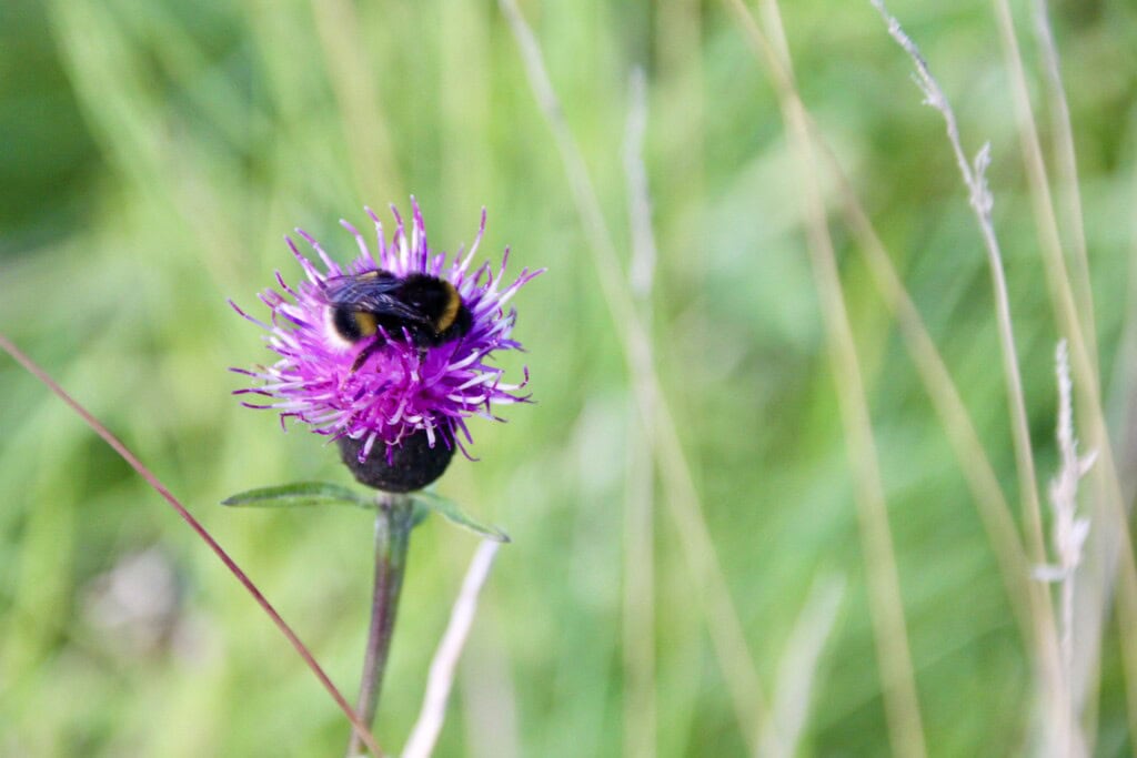 Tired bee dozing in the sun