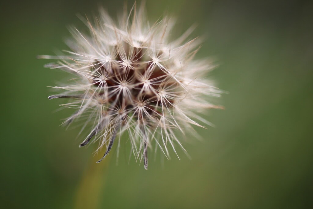 Wish